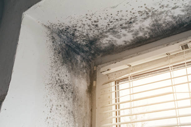 Affordable Mold Cleanup solutions in Fairfield, TX